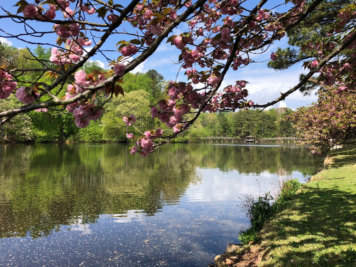 Same blooms as yesterday — now with more Westhampton Lake. (And more pollen.) 📸: @ariskaramustafic, '24